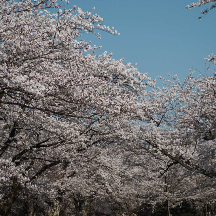 あき子さんの投稿 村松公園の桜 ことりっぷ