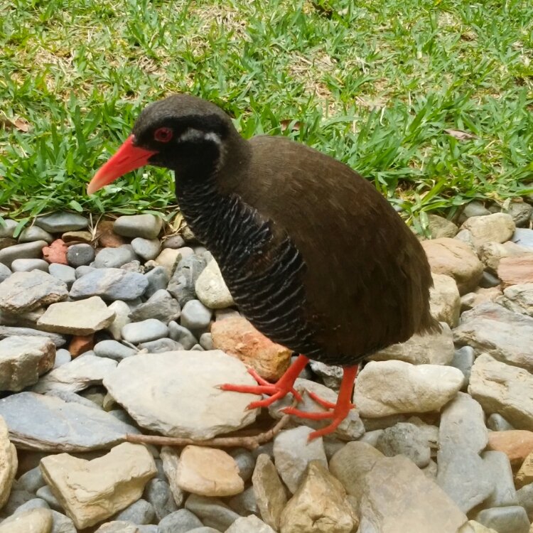 Akiさんの投稿 ヤンバルクイナ生態展示学習施設 ことりっぷ