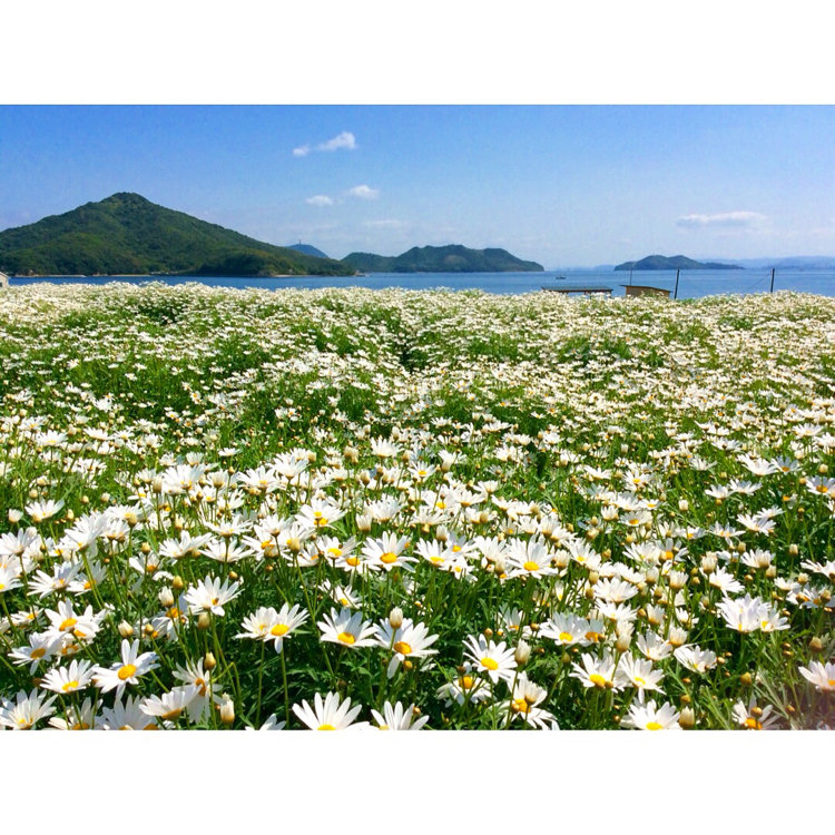 Scone07さんの投稿 フラワーパーク浦島 ことりっぷ