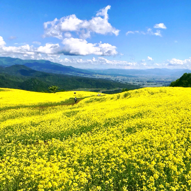 Mintさんの投稿 三ノ倉高原花畑 ことりっぷ