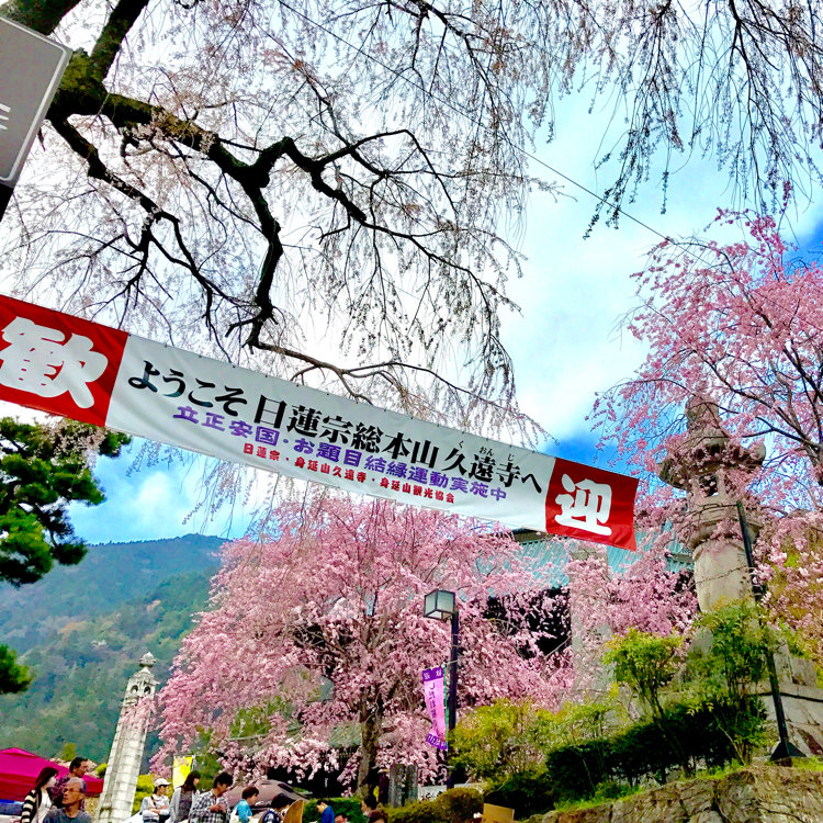 つくねさんの投稿 身延山久遠寺のしだれ桜 ことりっぷ