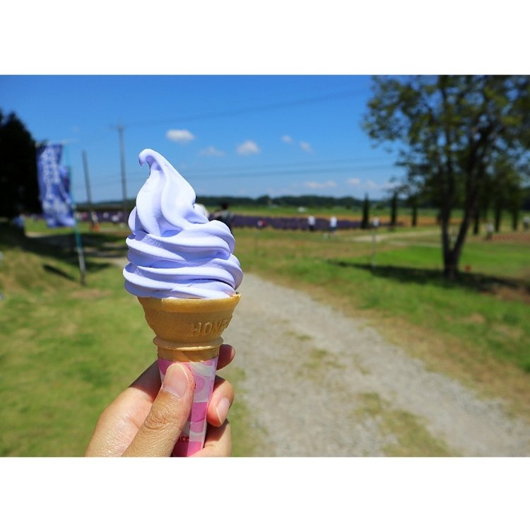 ぶらでぃ ぽさんの投稿 佐倉ラベンダーランド ことりっぷ