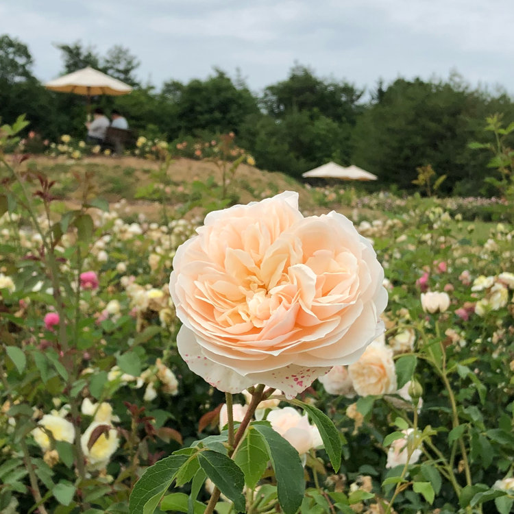 Happyさんの投稿 そらの花畑 世羅高原花の森 秋のローズフェスタ ことりっぷ