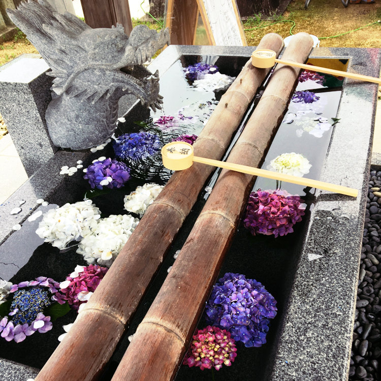 Sukeさんの投稿 粟井神社のアジサイ ことりっぷ