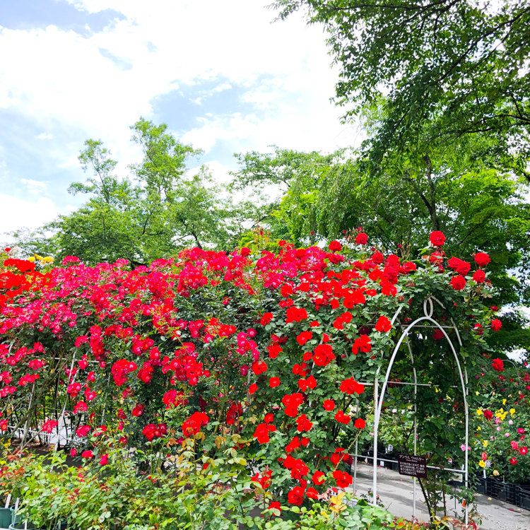 Chii1506さんの投稿 花巻温泉バラ園 ことりっぷ