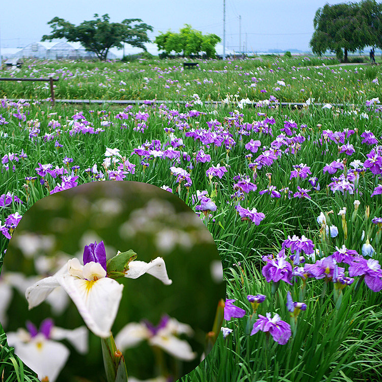 Nikoさんの投稿 菖蒲城址あやめ園 ことりっぷ