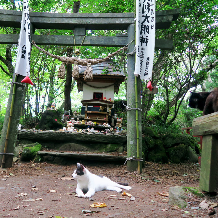 Yuriririさんの投稿 猫神社 ことりっぷ