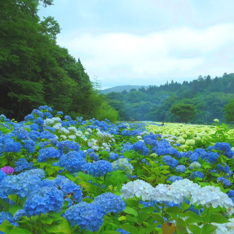 ひと月だけの開催期間 400種のアジサイが咲く花の名所 岩手 一関のドライブ旅へ ことりっぷ