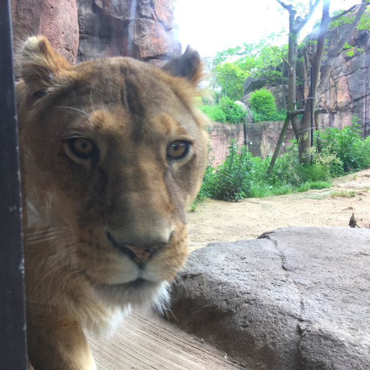 きのこさんの投稿 天王寺動物園 ことりっぷ