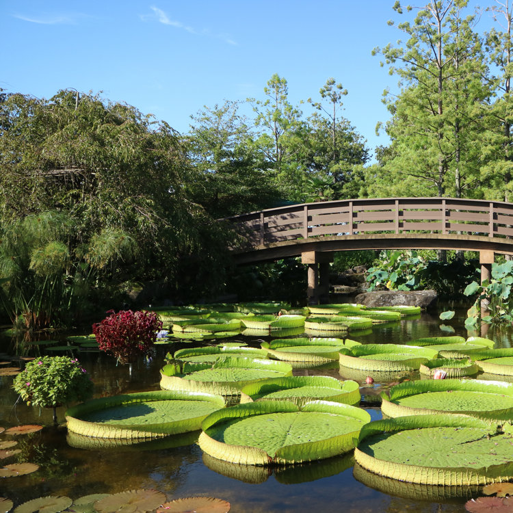 93さんの投稿 草津市立水生植物公園みずの森 ことりっぷ