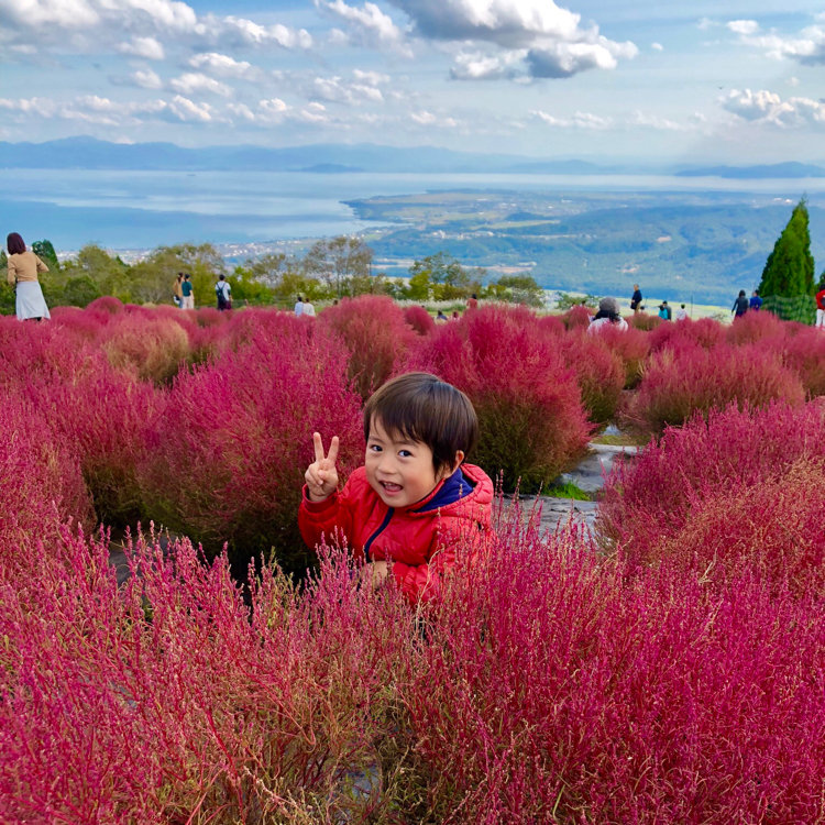 Y Sさんの投稿 びわこ箱館山ゆり園 ことりっぷ