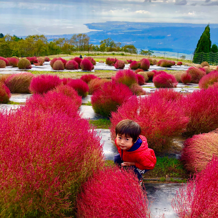 Y Sさんの投稿 びわこ箱館山ゆり園 ことりっぷ