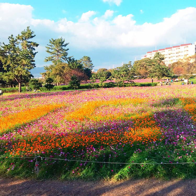 Chiharuさんの投稿 武庫川コスモス園 ことりっぷ