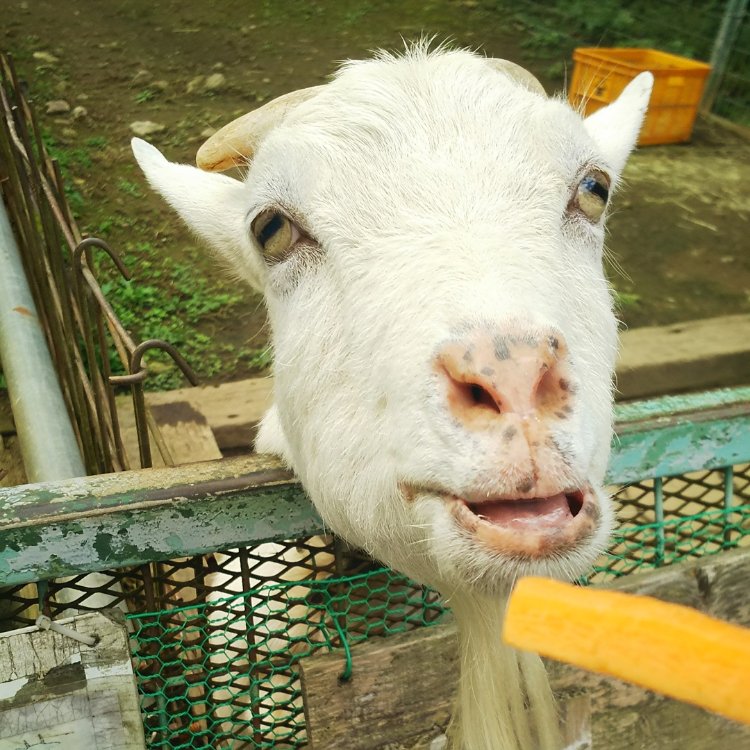 Marineさんの投稿 宝登山小動物公園 ことりっぷ