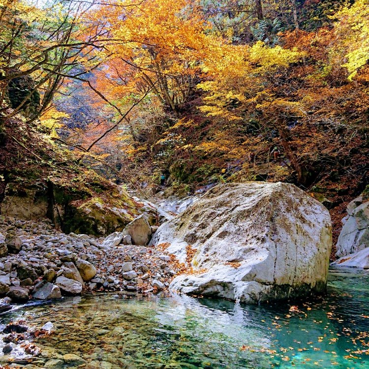 Mi Coさんの投稿 西沢渓谷の紅葉 ことりっぷ