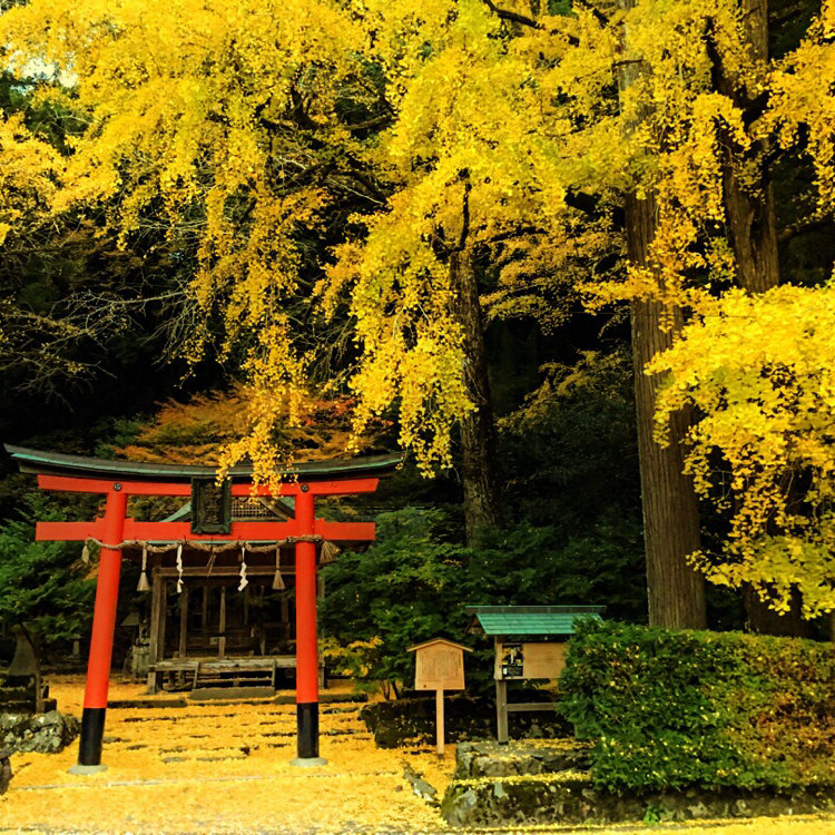 まっちゃん さんの投稿 岩戸落葉神社 ことりっぷ