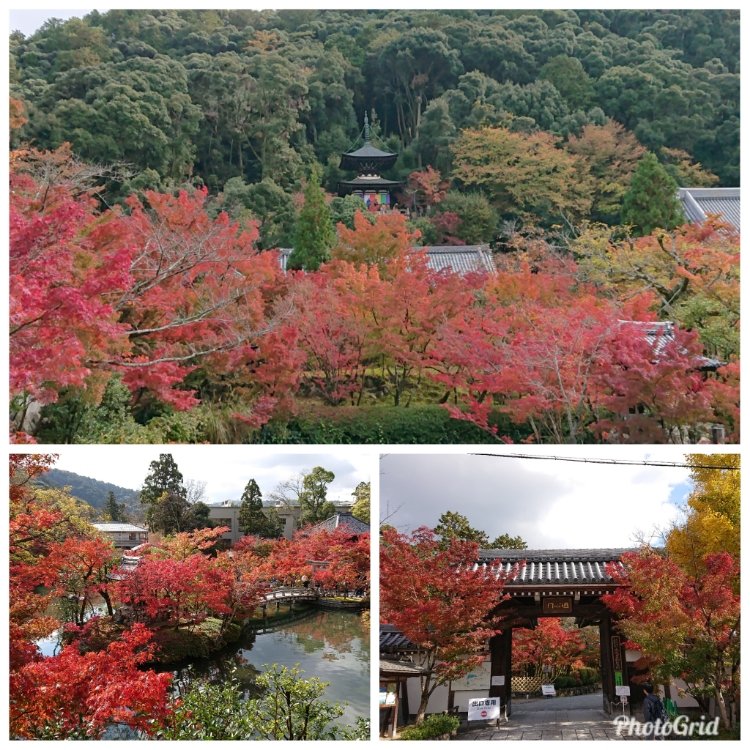 ありさんさんの投稿 永観堂 禅林寺 ことりっぷ