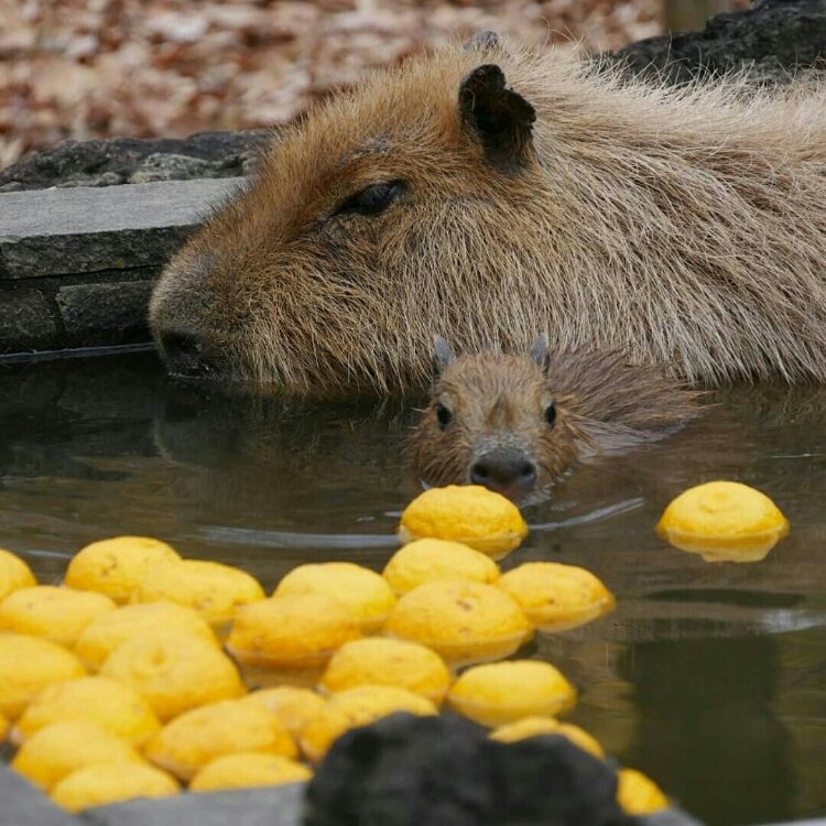 Natsu さんの投稿 埼玉県こども動物自然公園 ことりっぷ