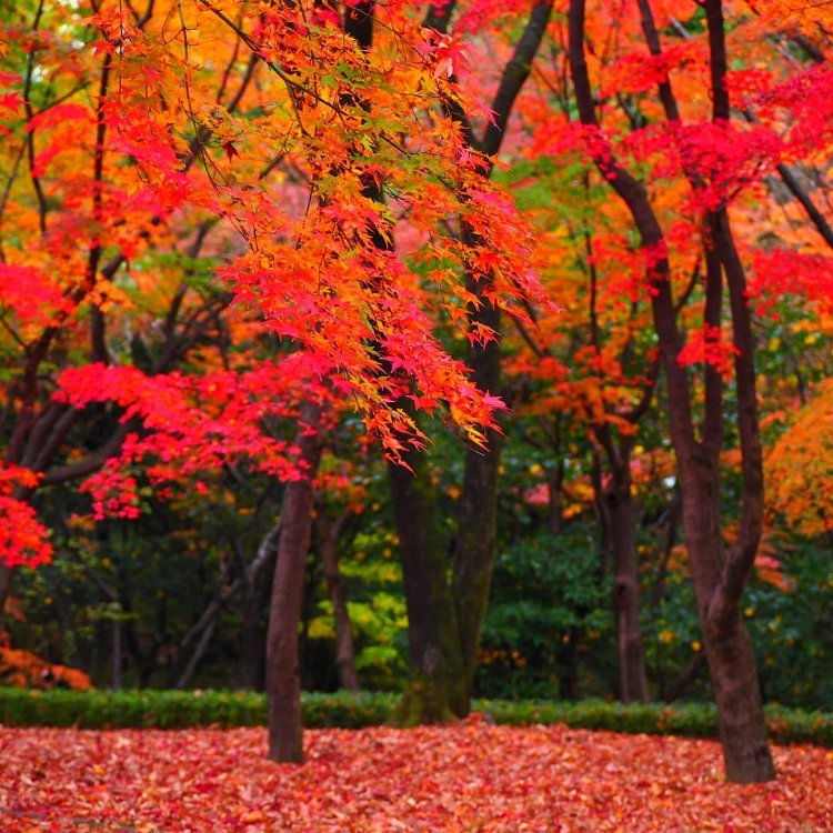 くまこさんの投稿 北の丸公園 ことりっぷ