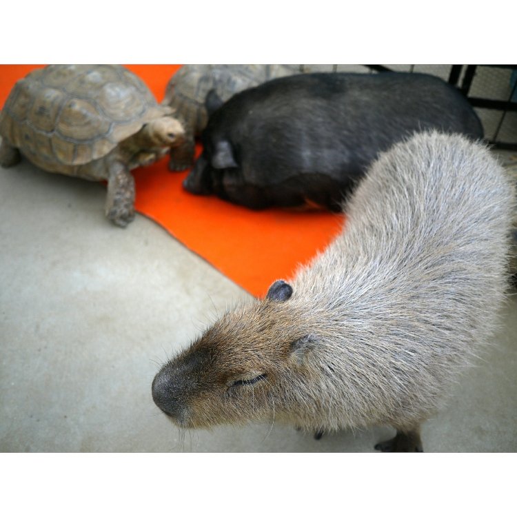 うちこさんの投稿 トリアスふれあい動物園 ことりっぷ