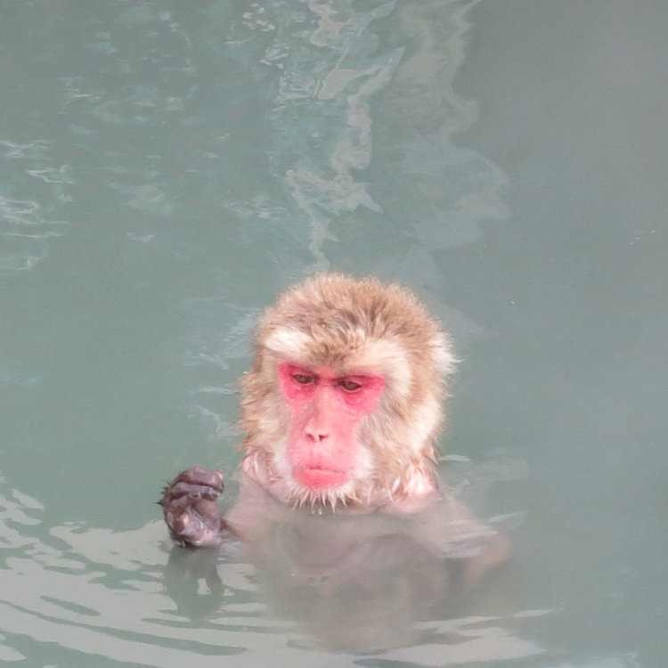 Merryさんの投稿 函館市熱帯植物園 ことりっぷ