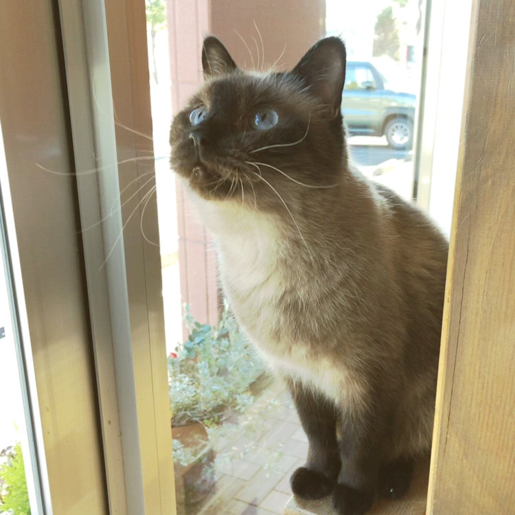 よーぼーさんの投稿 猫カフェ Hakobuneco ことりっぷ