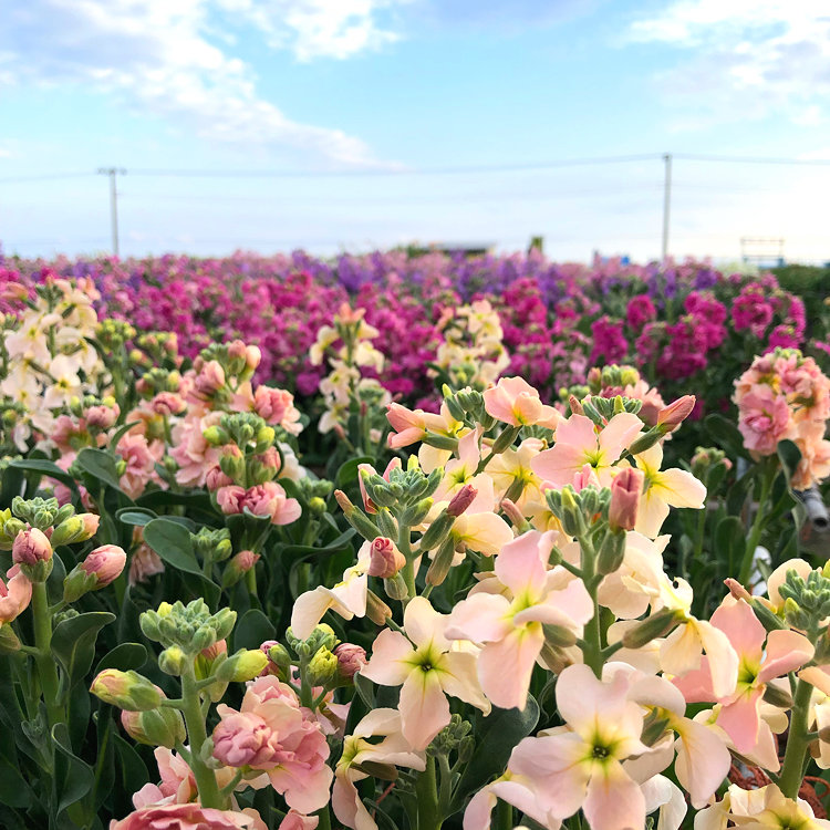 ミントさんの投稿 白間津花畑 ことりっぷ