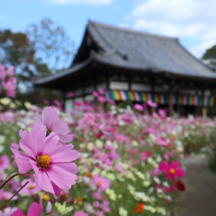 明日香さんの投稿 般若寺 ことりっぷ