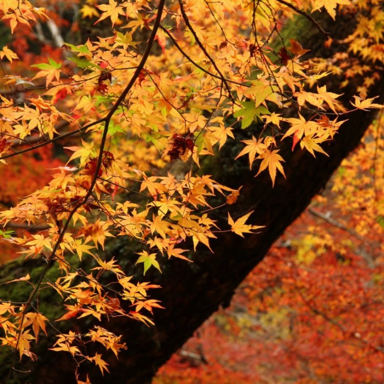 Masahiro Tsudaさんの投稿 室生寺の紅葉 ことりっぷ