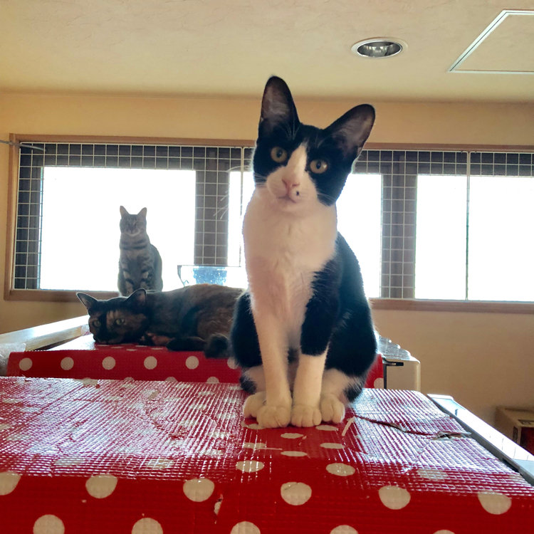 よーぼーさんの投稿 猫カフェ Hakobuneco ことりっぷ