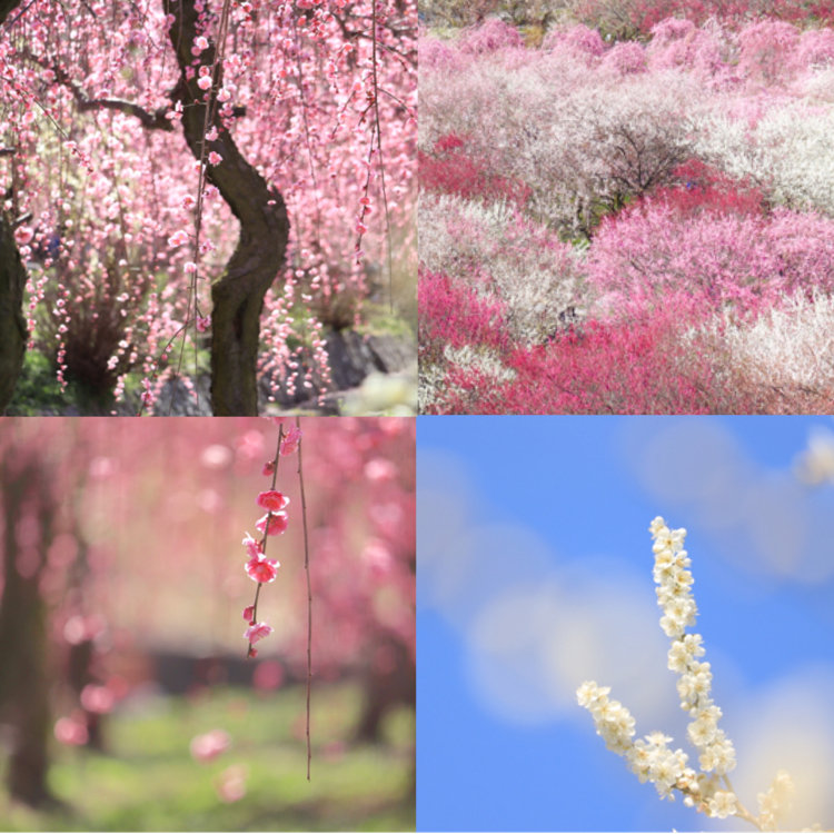 まりこさんの投稿 いなべ市農業公園梅林公園 ことりっぷ