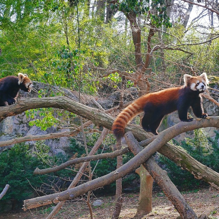 Tropical Bearさんの投稿 東京都多摩動物公園 ことりっぷ