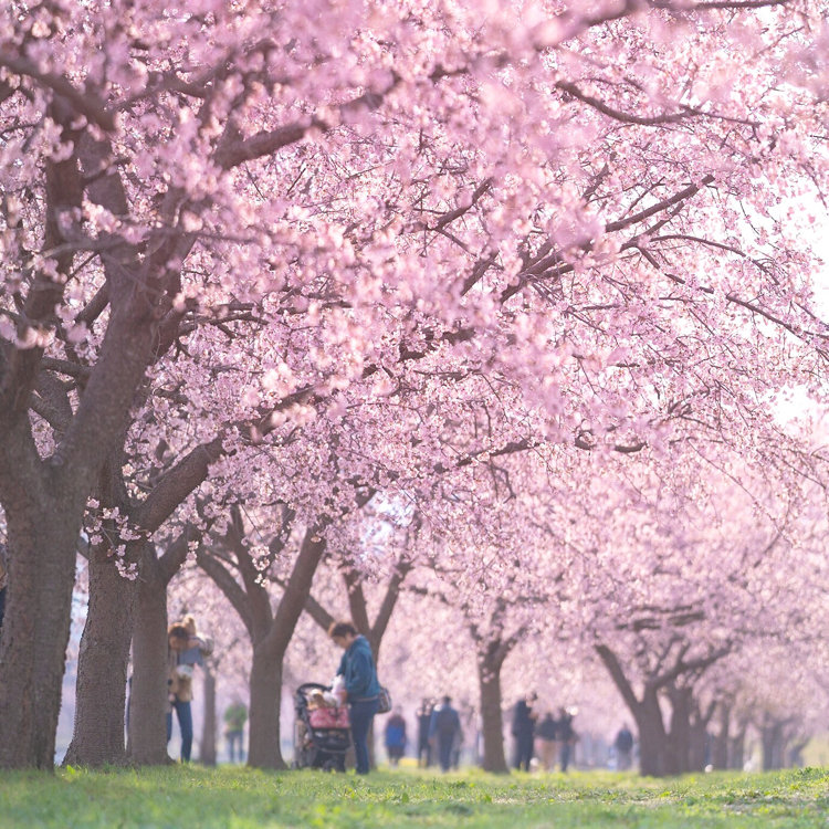 ゆーこ さんの投稿 北浅羽桜堤公園 ことりっぷ