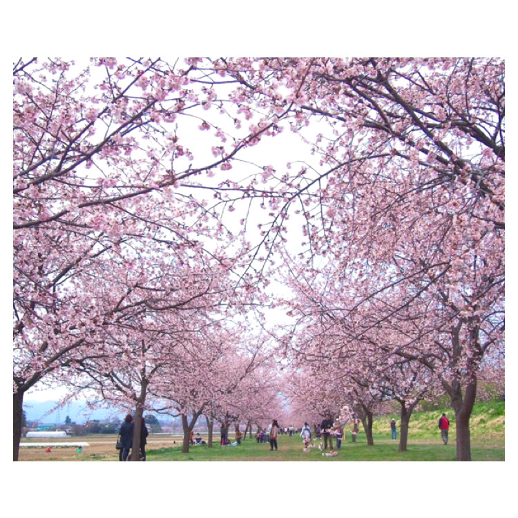 よつばさんの投稿 北浅羽桜堤公園 ことりっぷ