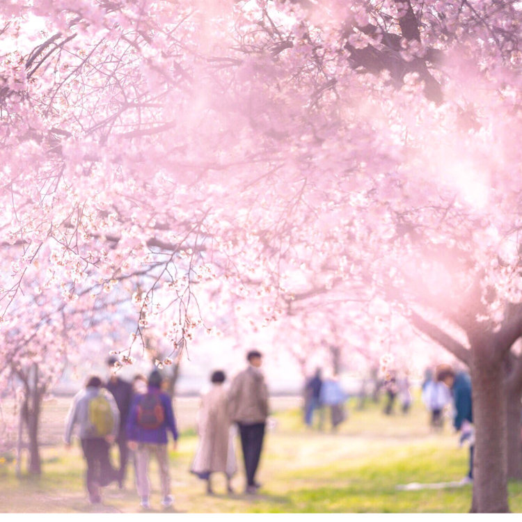 ゆーこ さんの投稿 北浅羽桜堤公園 ことりっぷ