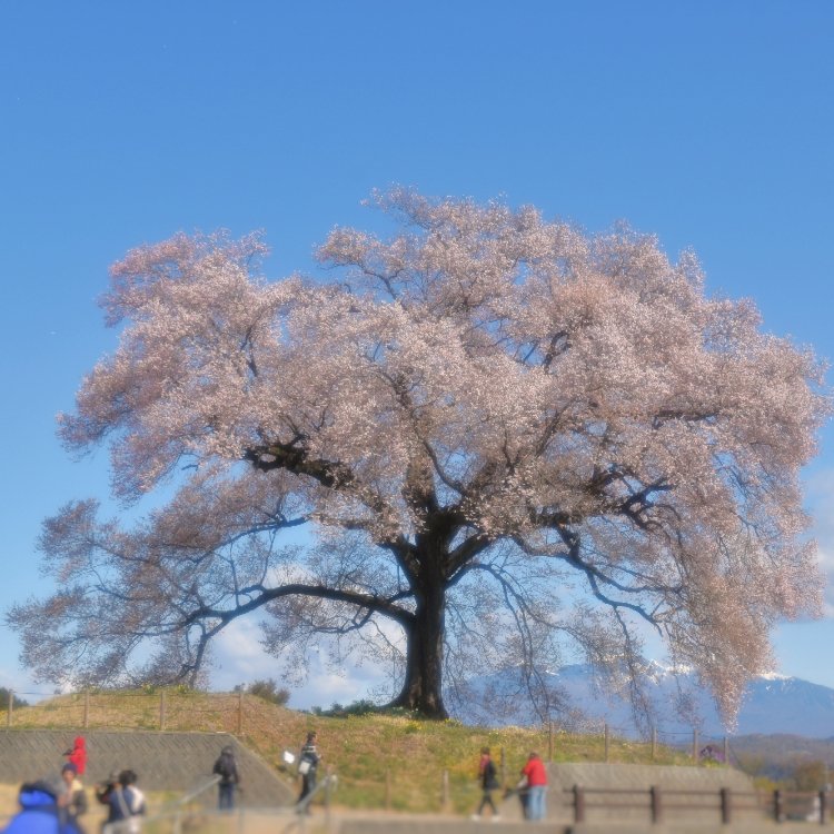 Malteseさんの投稿 わに塚のサクラ ことりっぷ