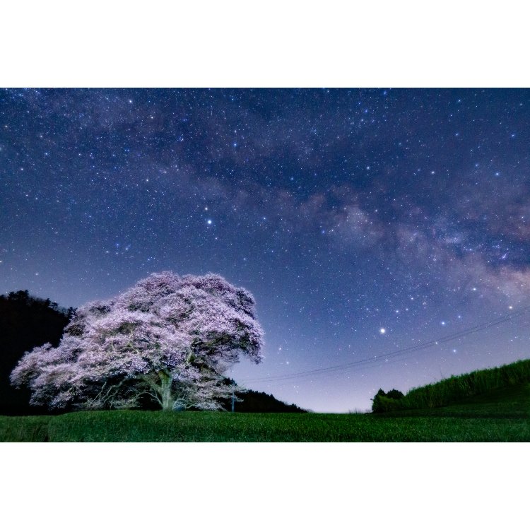 ゆきたかさんの投稿 牛代の水目桜 ことりっぷ