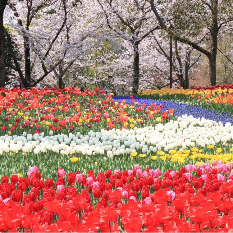 まりこさんの投稿 国営木曽三川公園 ことりっぷ