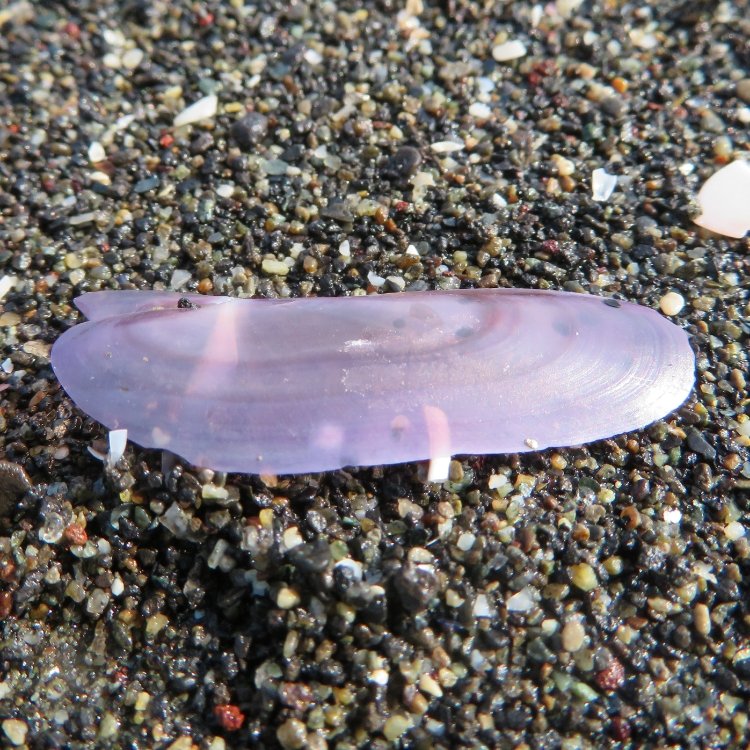 ふらっとクリスさんの投稿 鵠沼海岸 ことりっぷ