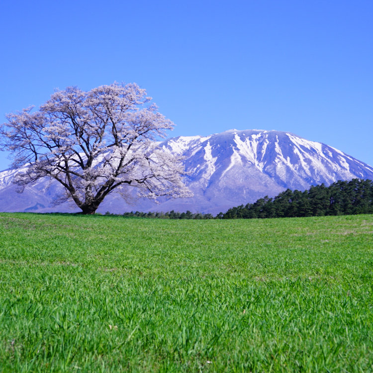 さとうさんの投稿 小岩井農場一本桜 ことりっぷ