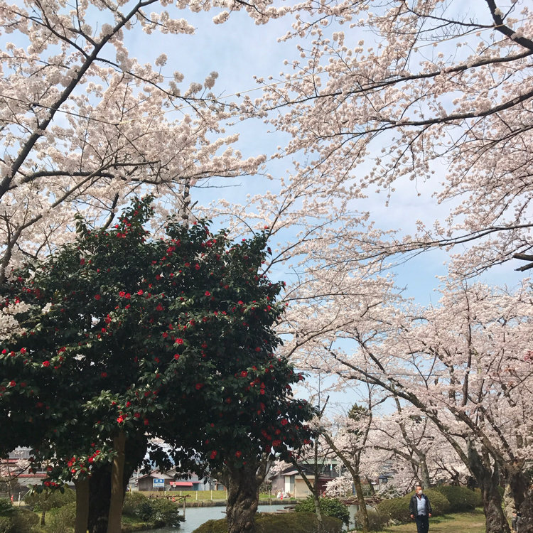 りささんの投稿 村松公園の桜 ことりっぷ