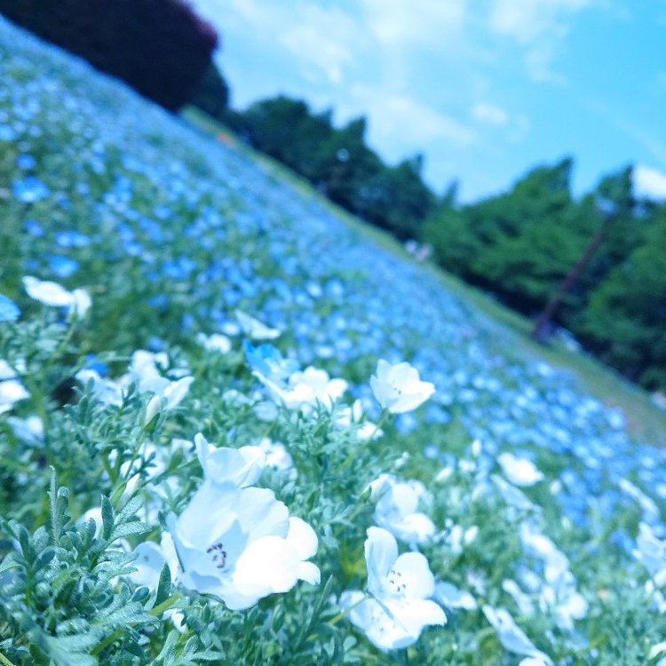 Chika さんの投稿 大宮花の丘農林公苑 ことりっぷ