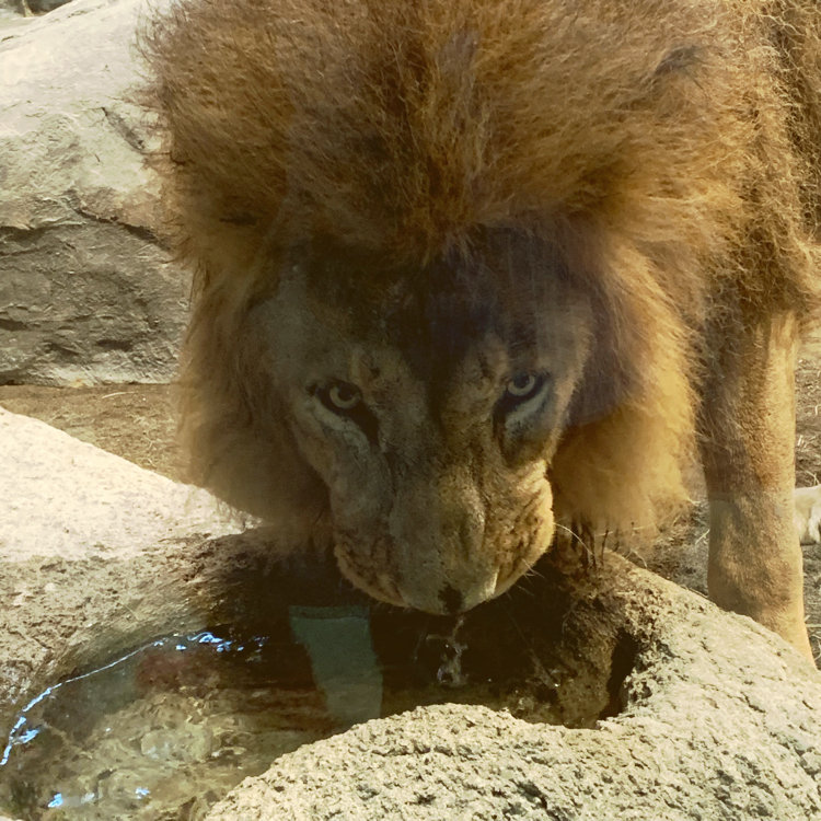 ニーナさんの投稿 札幌市円山動物園 ことりっぷ