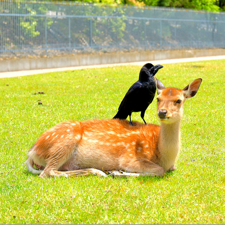 おすすめ奈良公園周遊コース かわいい鹿たちやおいしいグルメに癒される 楽天トラベル