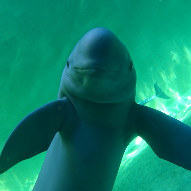 美穂さんの投稿 鳥羽水族館 ことりっぷ