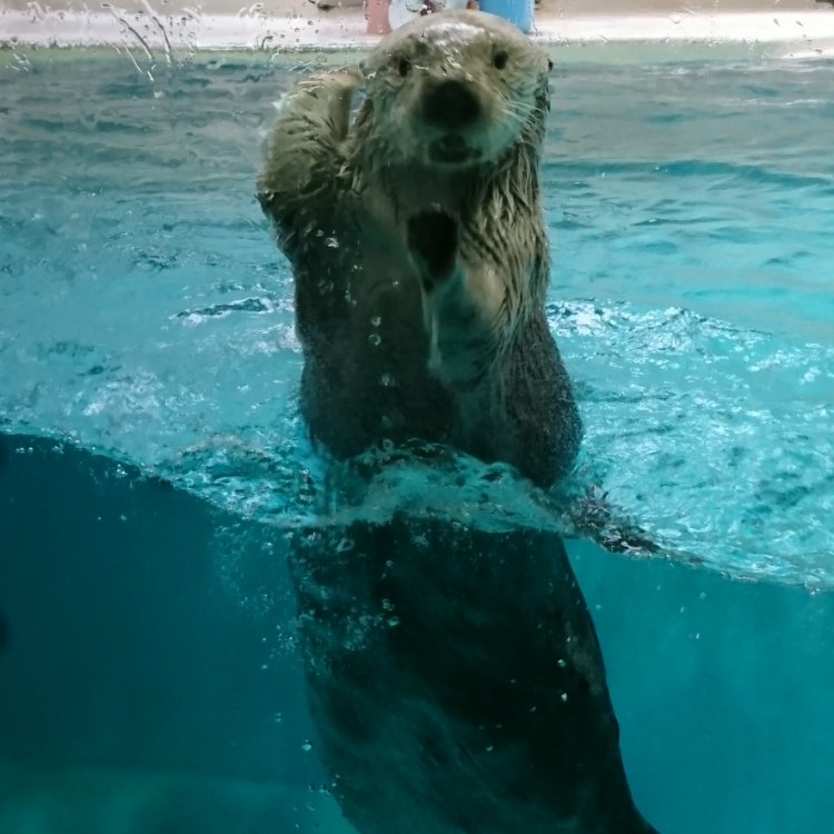 美穂さんの投稿 鳥羽水族館 ことりっぷ