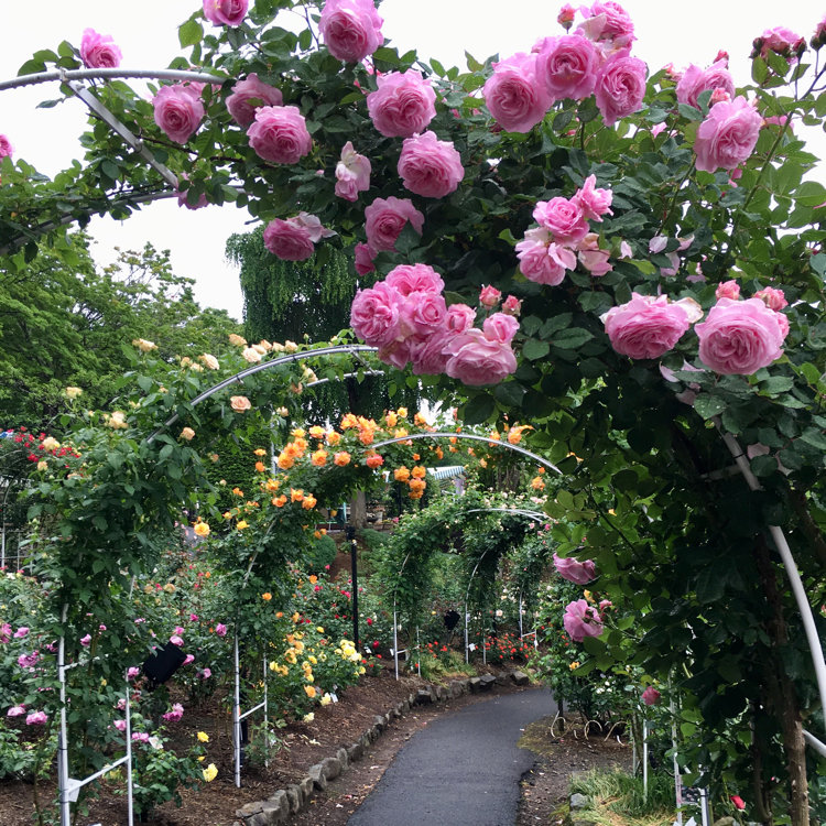 パンダこったさんの投稿 花巻温泉バラ園 ことりっぷ