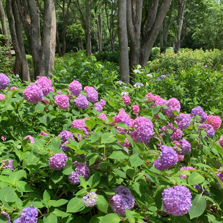 Karinさんの投稿 万博記念公園 あじさいの森 ことりっぷ