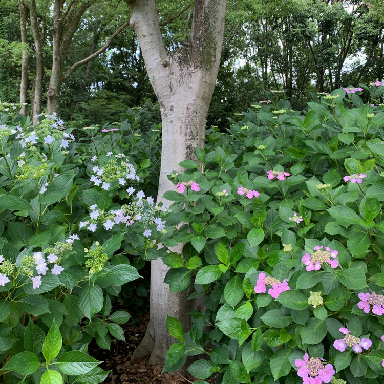 Karinさんの投稿 万博記念公園 あじさいの森 ことりっぷ