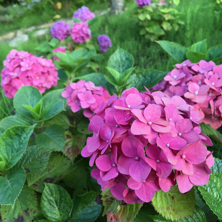 きなこさんの投稿 もりやま芦刈園 ことりっぷ